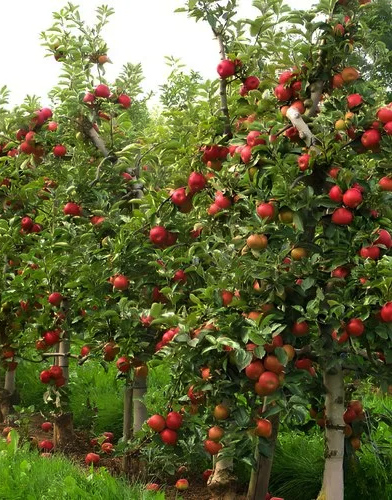 Fruit Plants - Kadiyam Nursery
